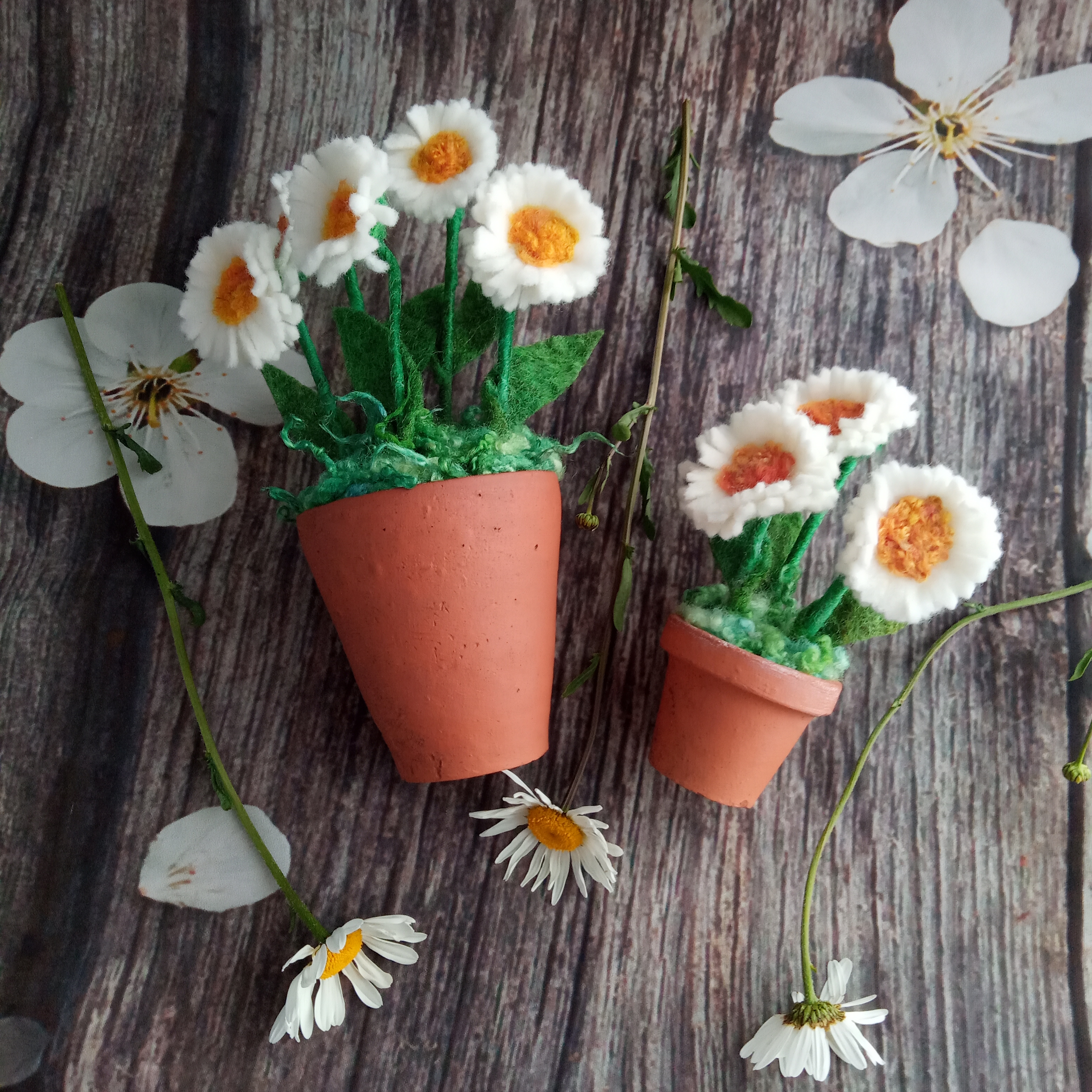 Mini white daisy pot (three flowers)
